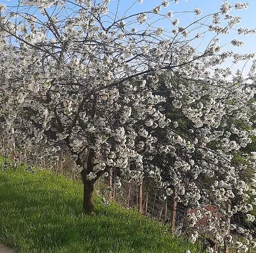 Haloze Na Dlani - Haloze In Your Hand, Hisa S Pogledom Na Hribe - A House Vith A View Of Hills Semesterbostad *